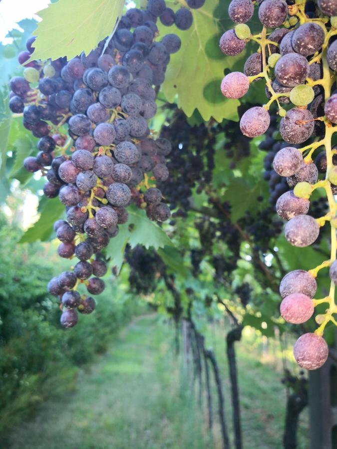 Appartamenti Bellini บาร์โดลิโน ภายนอก รูปภาพ